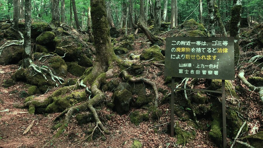 Tokyo: Mt. Fuji Hidden Gems and Aokigahara Forest Tour - Why this Mt. Fuji day trip feels different