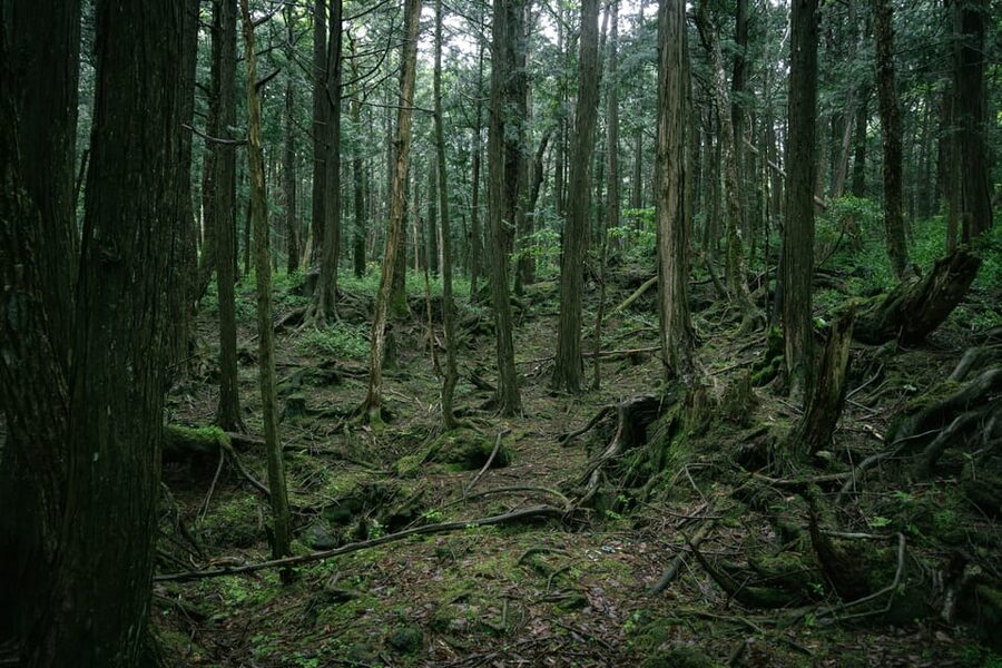 Tokyo: Mt. Fuji Hidden Gems and Aokigahara Forest Tour - Narusawa Ice Cave and the underground Fuji