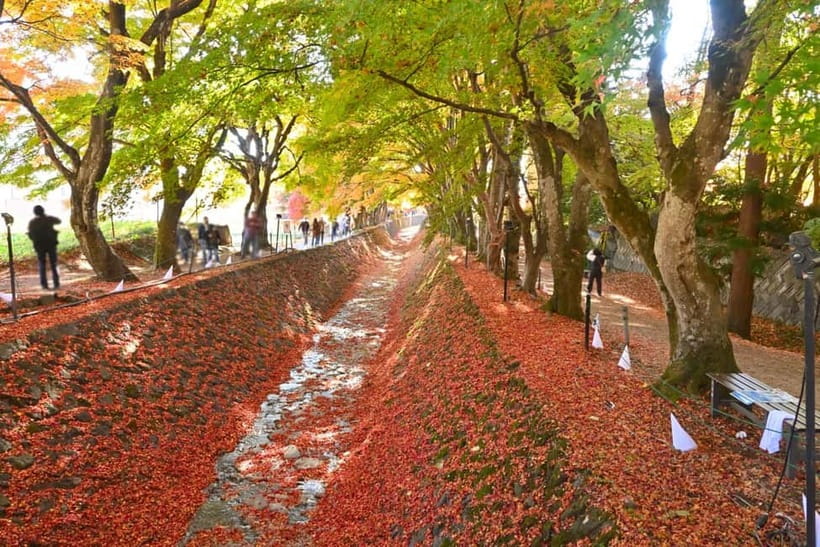 Tokyo:Mt.Fuji,Kawaguchiko Oishi Park,Arakurayama Sengen Park - Kawaguchiko Craft Park and the Maple Corridor