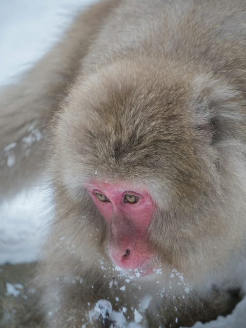 Tokyo: Nagano, Snow Monkeys and Zenko-ji Temple Private Tour - The snow monkeys are the reason to go