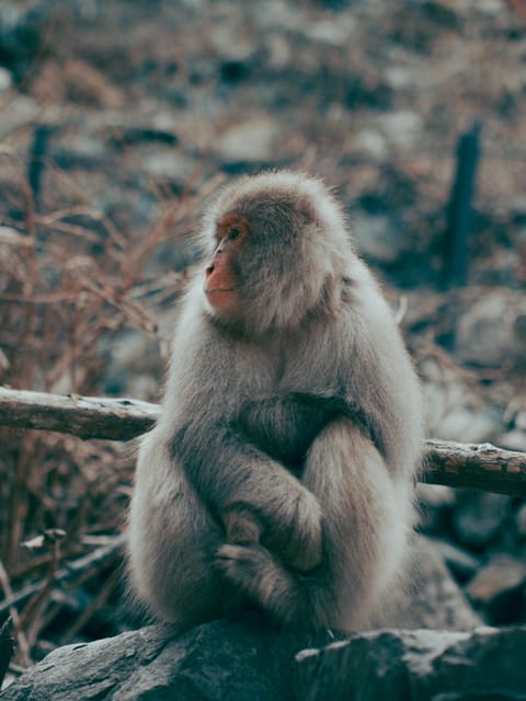 Tokyo: Nagano, Snow Monkeys and Zenko-ji Temple Private Tour - Cancellation and pickup details worth knowing