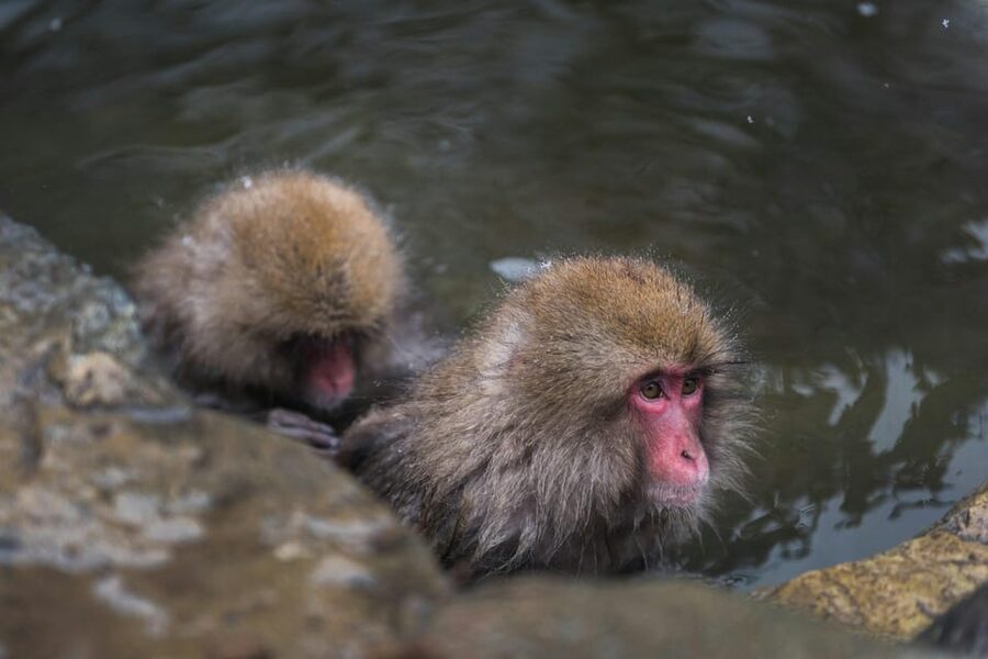 Tokyo: Nagano, Snow Monkeys and Zenko-ji Temple Private Tour - What to bring for this mountain day