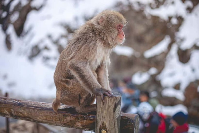 Tokyo: Nagano Snow Monkeys and Zenkoji Tour with Temples - Obuse brings old streets and local character