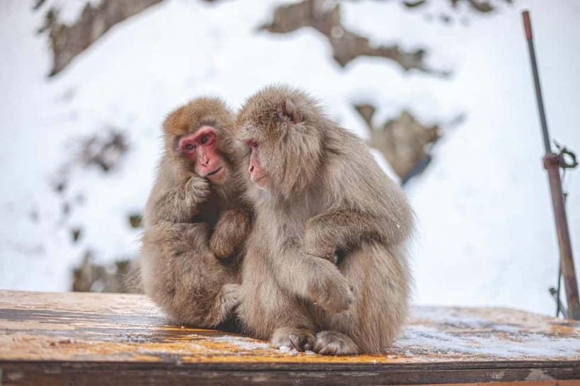 Tokyo: Nagano Snow Monkeys and Zenkoji Tour with Temples - Matsushiro Castle Ruins add a historical pause