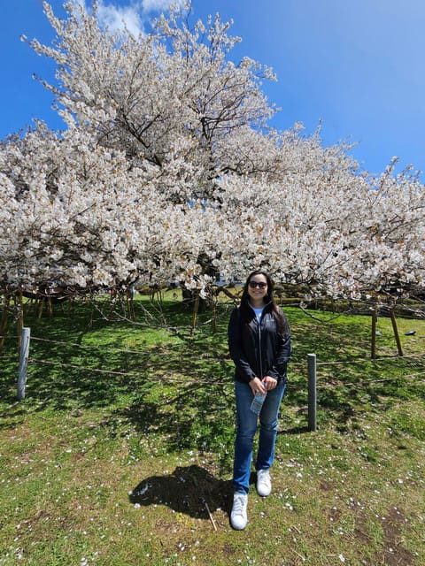 Tokyo: Personalized Half-day Tour - Shibuya Crossing and modern Tokyo