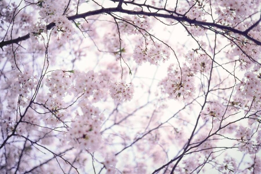 Tokyo: Photography Masterclass - Private Photo Lesson - Why a private lesson makes sense in Tokyo