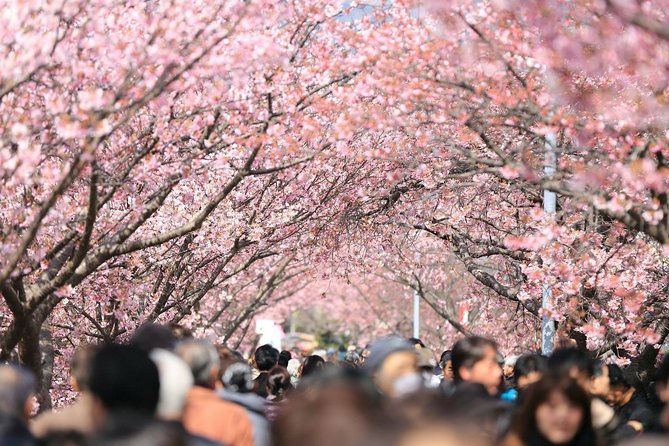 Tokyo Private Cherry Blossom Tour with a Local – Picnic Included - Starting beneath Ueno Park’s cherry trees