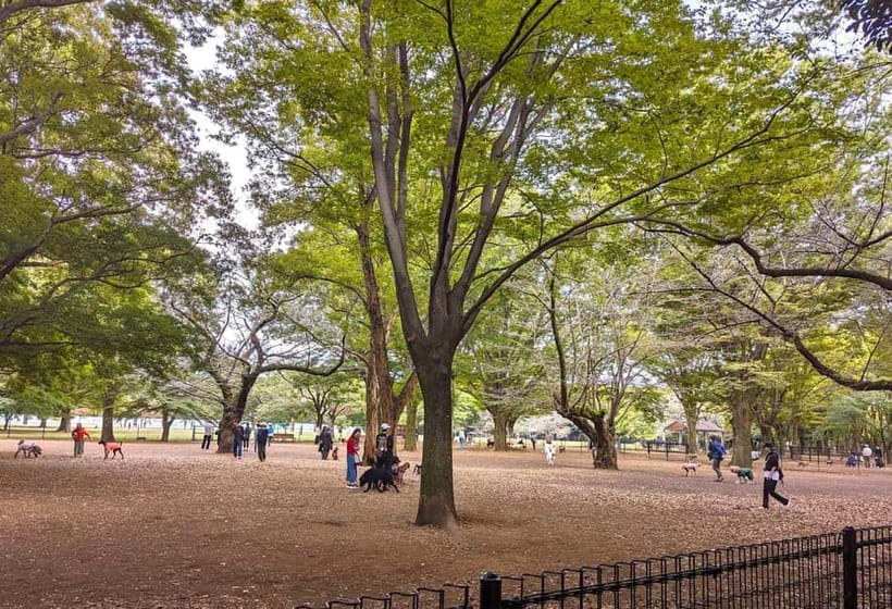 Tokyo: Private Morning Run with Sento Bath Experience - Why an Early Run Shows You a Different Tokyo
