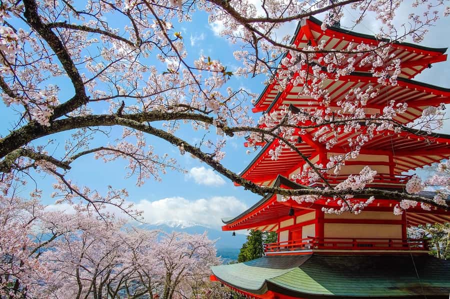 Tokyo: Private Mt.Fuji Day Trip with English-Speaking Driver - Kitaguchi Hongu Fuji Sengen Shrine under tall cedars