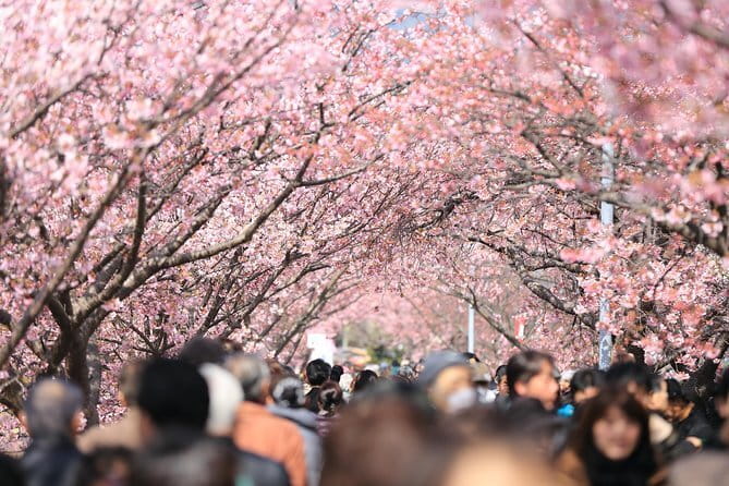 Tokyo Spring Daytime (Cherry Blossom) Food Tour - Key points to know before booking