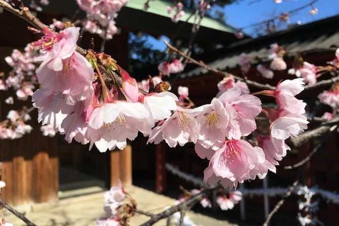 Tokyo Spring Daytime (Cherry Blossom) Food Tour - Yanaka Cemetery and the hanami walk
