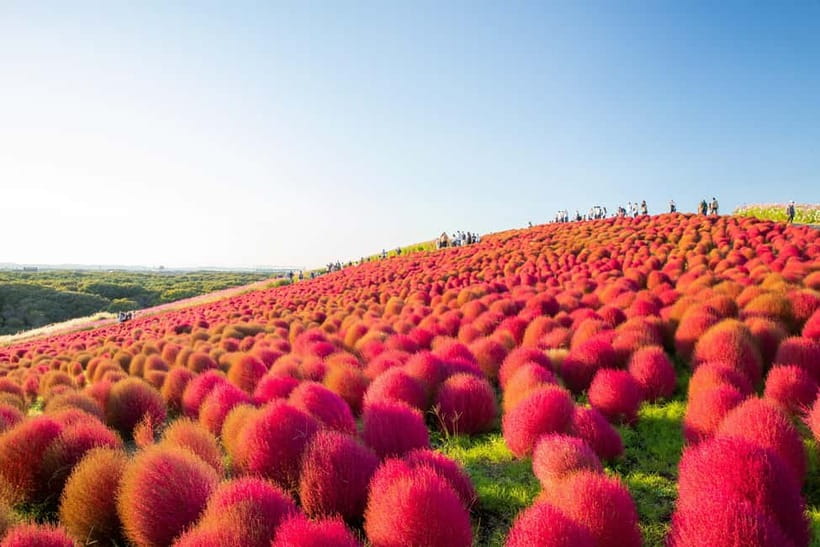 Tokyo: Spring Hitachi Seaside & Ashikaga Flower Park Tour - Key points at a glance