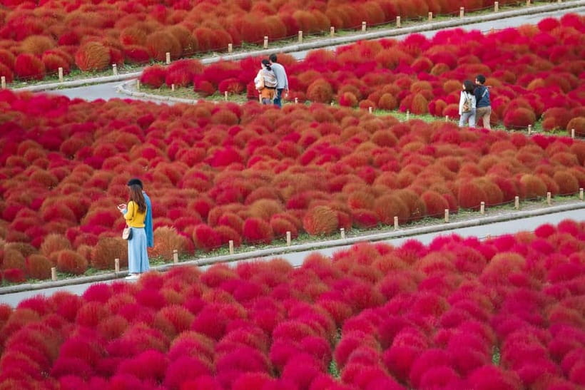 Tokyo: Spring Hitachi Seaside & Ashikaga Flower Park Tour - FAQ