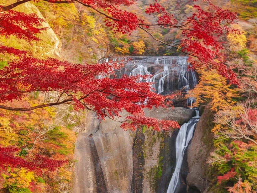 Tokyo: Spring Hitachi Seaside & Ashikaga Flower Park Tour - Why this two-park day works