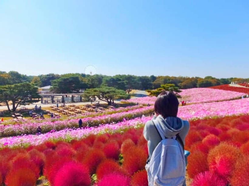 Tokyo: Spring Hitachi Seaside & Ashikaga Flower Park Tour - Miharashi Hill and the blue nemophila