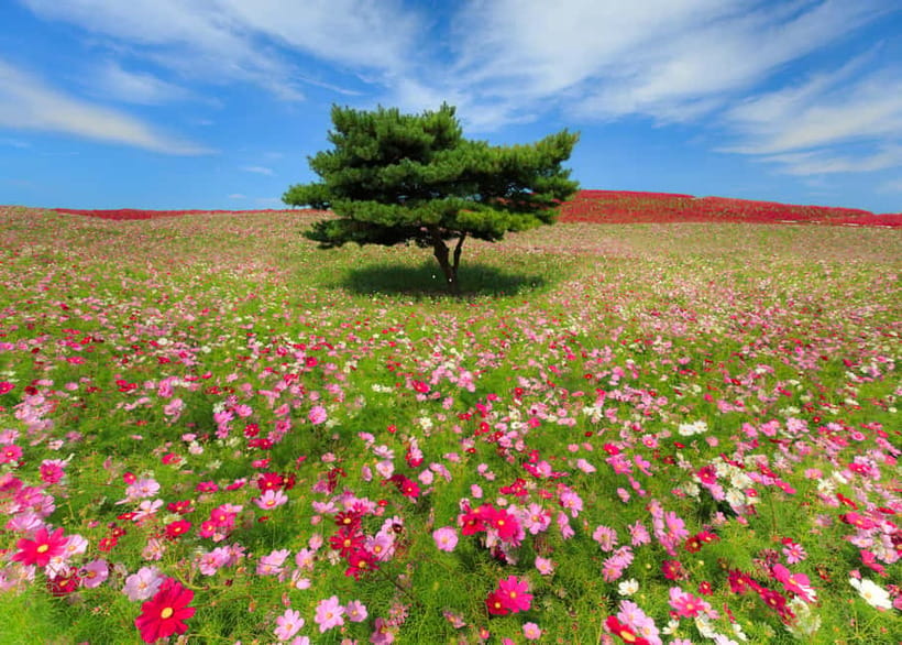 Tokyo: Spring Hitachi Seaside & Ashikaga Flower Park Tour - Traffic, timing, and the cost of convenience