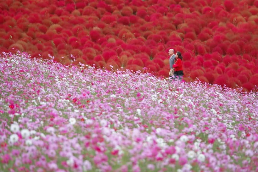 Tokyo: Spring Hitachi Seaside & Ashikaga Flower Park Tour - Who will get the most from this tour