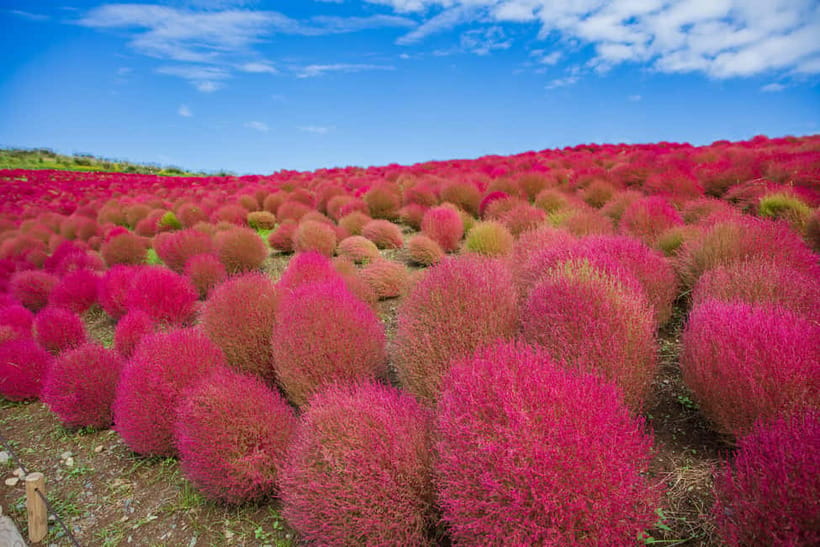 Tokyo: Spring Hitachi Seaside & Ashikaga Flower Park Tour - Small details that make the day easier