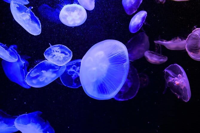 Tokyo Sumida Aquarium E-Ticket with Optional Tokyo Metro Pass - Weather, cancellation, and practical limits