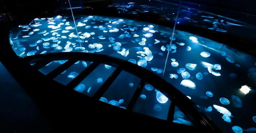 Tokyo: Sumida Aquarium Entry Ticket - Key points to know before you go
