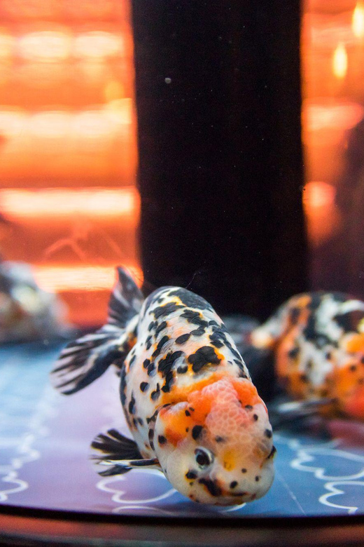 Tokyo: Sumida Aquarium Entry Ticket - Who will enjoy Sumida Aquarium most?