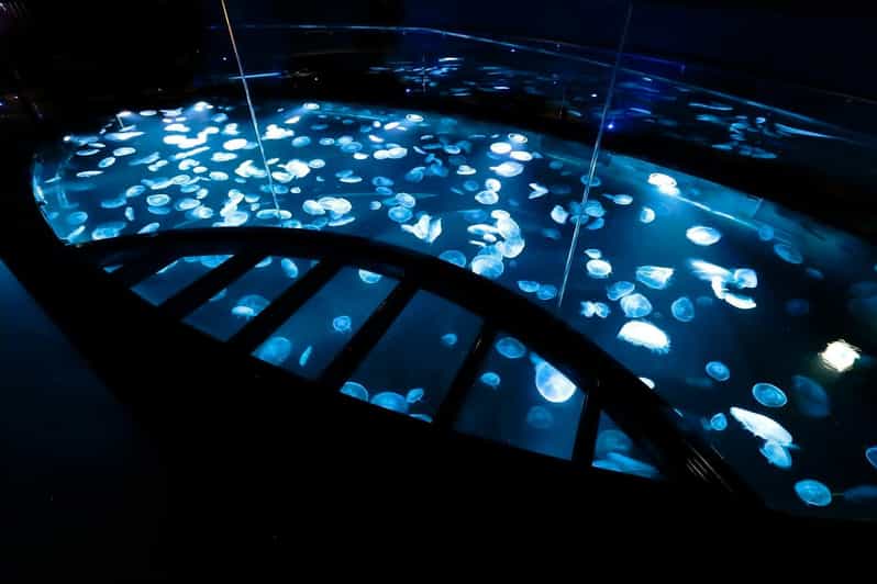 Tokyo: Sumida Aquarium Entry Ticket - A quiet aquarium in the middle of Tokyo