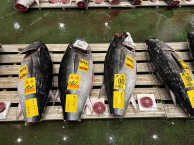 Tokyo Toyosu Tuna Auction + Breakfast (Sushi Dai or Bentomi) - The 5:25 AM start and finding Toyosu Market