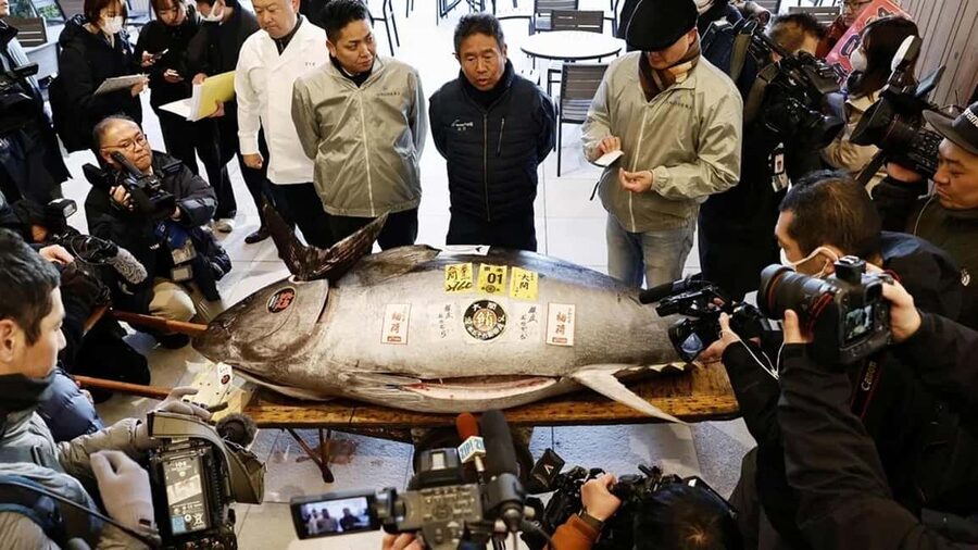 Tokyo: Toyosu Tuna Auction &Tsukiji Market Gourmet Adventure - Why the 5:00 AM start is worth considering