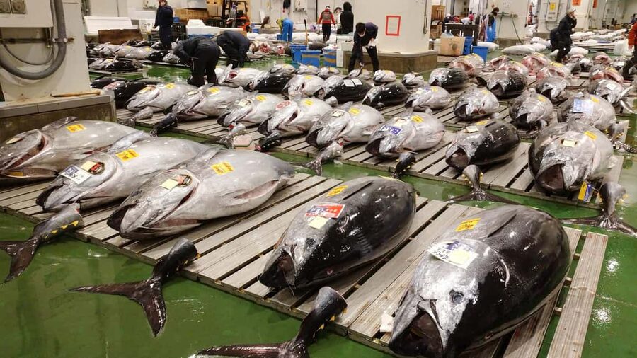 Tokyo: Toyosu Tuna Auction &Tsukiji Market Gourmet Adventure - Toyosu’s tuna auction, seen from above