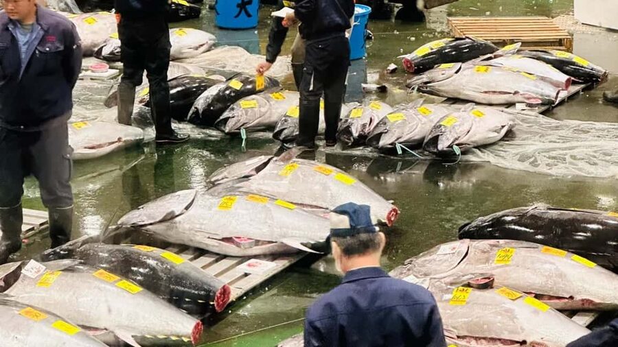 Tokyo: Toyosu Tuna Auction &Tsukiji Market Gourmet Adventure - A seafood breakfast at Toyosu