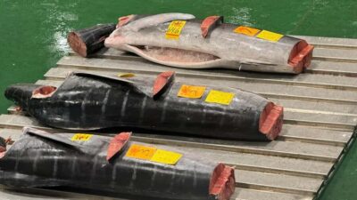 Tokyo: Toyosu Tuna Auction &Tsukiji Market Gourmet Adventure - The first-floor lottery is a bonus, not the plan
