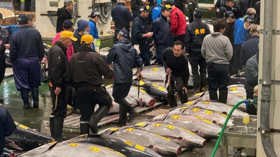 Tokyo: Toyosu Tuna Auction &Tsukiji Market Gourmet Adventure - Toyosu beyond the auction floor