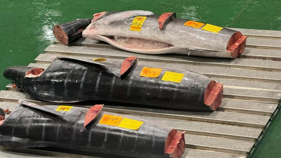 Tokyo: Toyosu Tuna Auction &Tsukiji Market Gourmet Adventure
