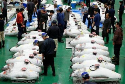 Toyosu Market Morning Tuna Auction and Tsukiji Food Tour with Licensed Guide - Seeing the auction from Toyosu’s public viewing area