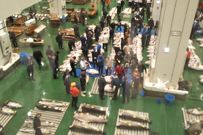 Tuna auction at Toyosu Market with qualified guide and early morning tour of Tsukiji Outer Market - What you actually see at the tuna auction