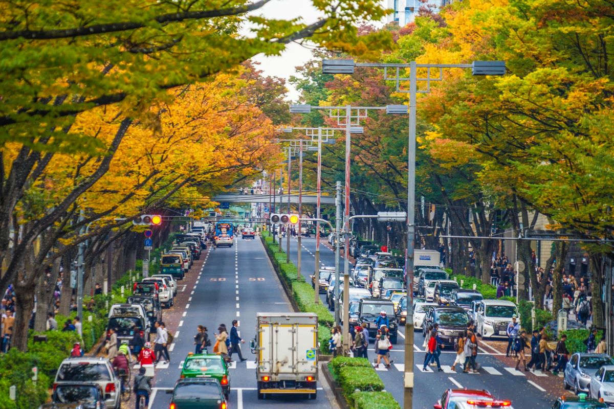 Autumn leaves in Omotesando Harajuku Autumn leaves in Omotesando Harajuku