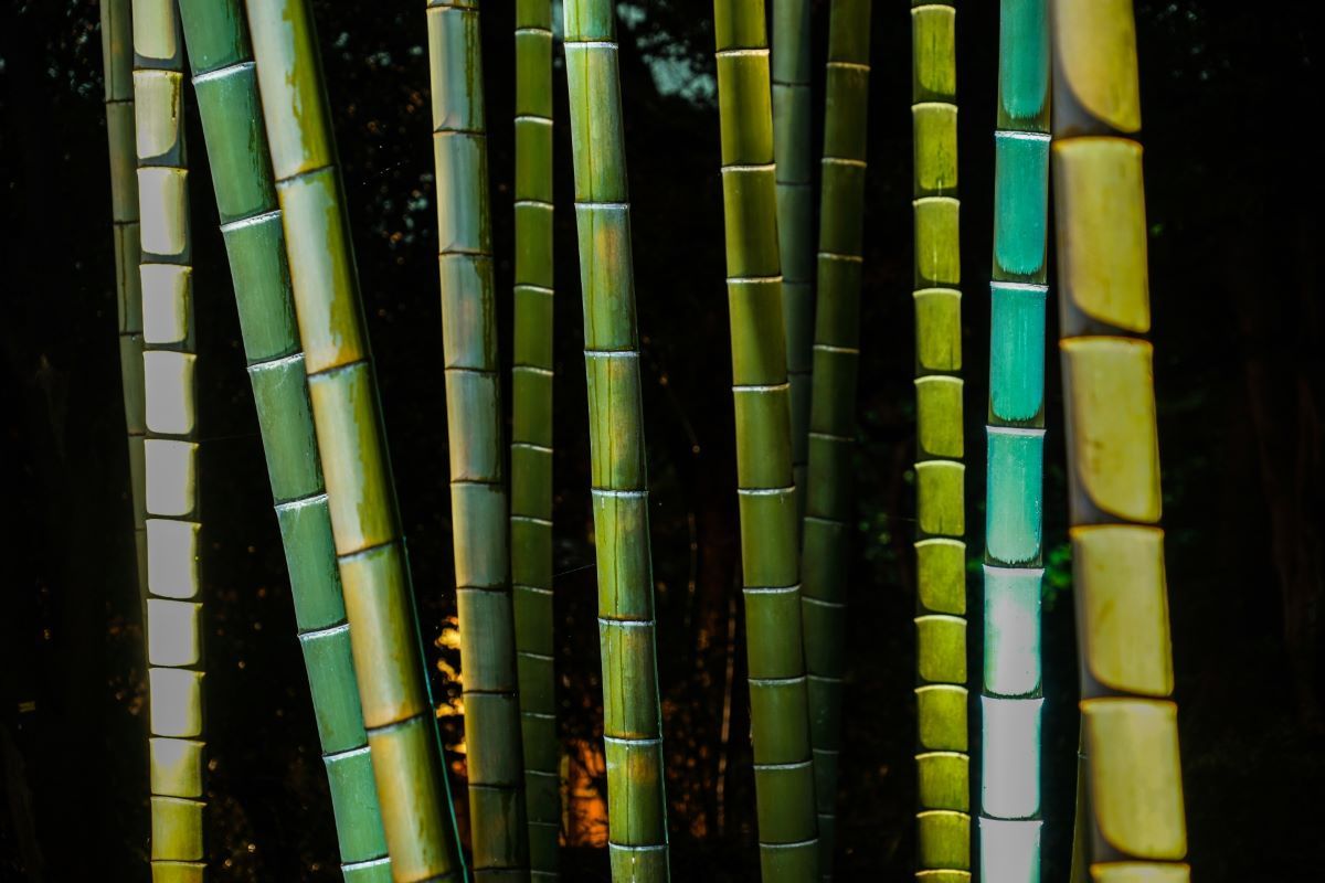 Illuminated bamboo grove in Rikugien