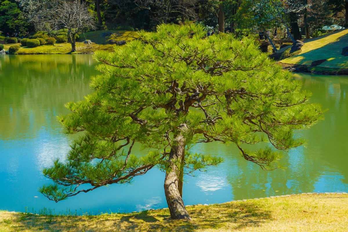 Rikugien Park Tree Next To The Pond