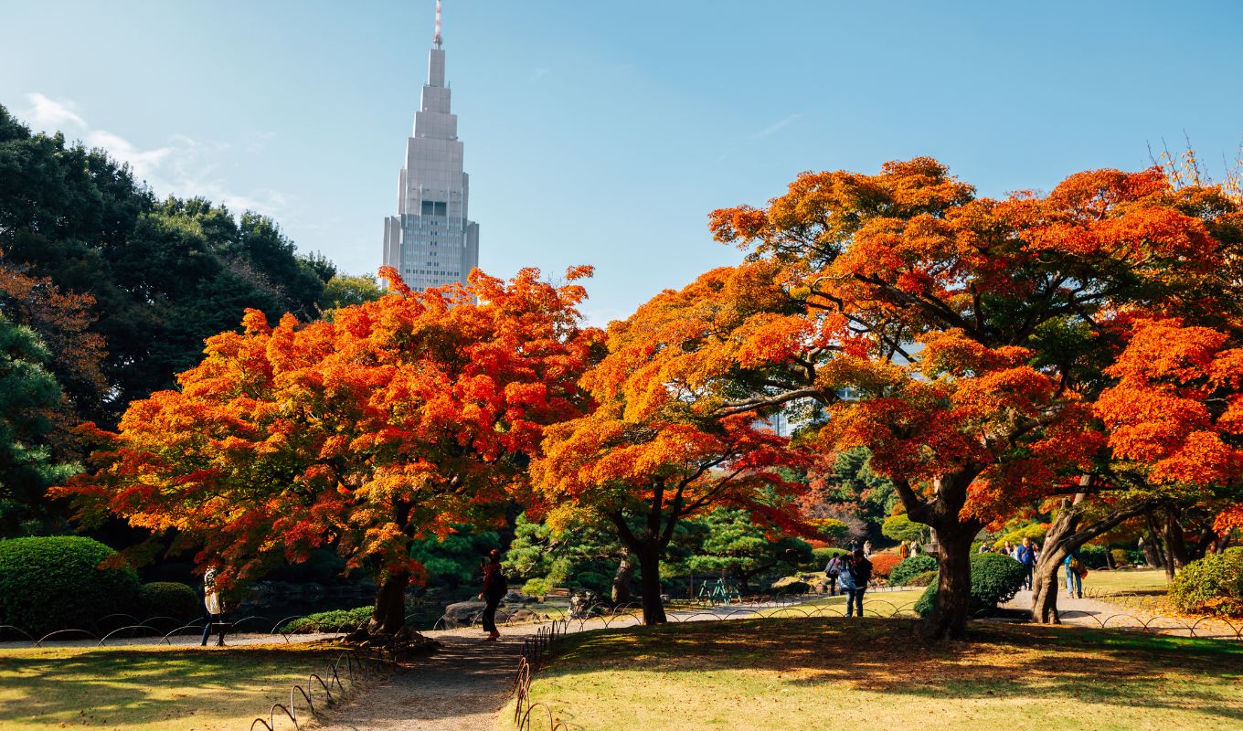 Shinjuku gyoen Park During Koyo Season Shinjuku gyoen Park During Koyo Season