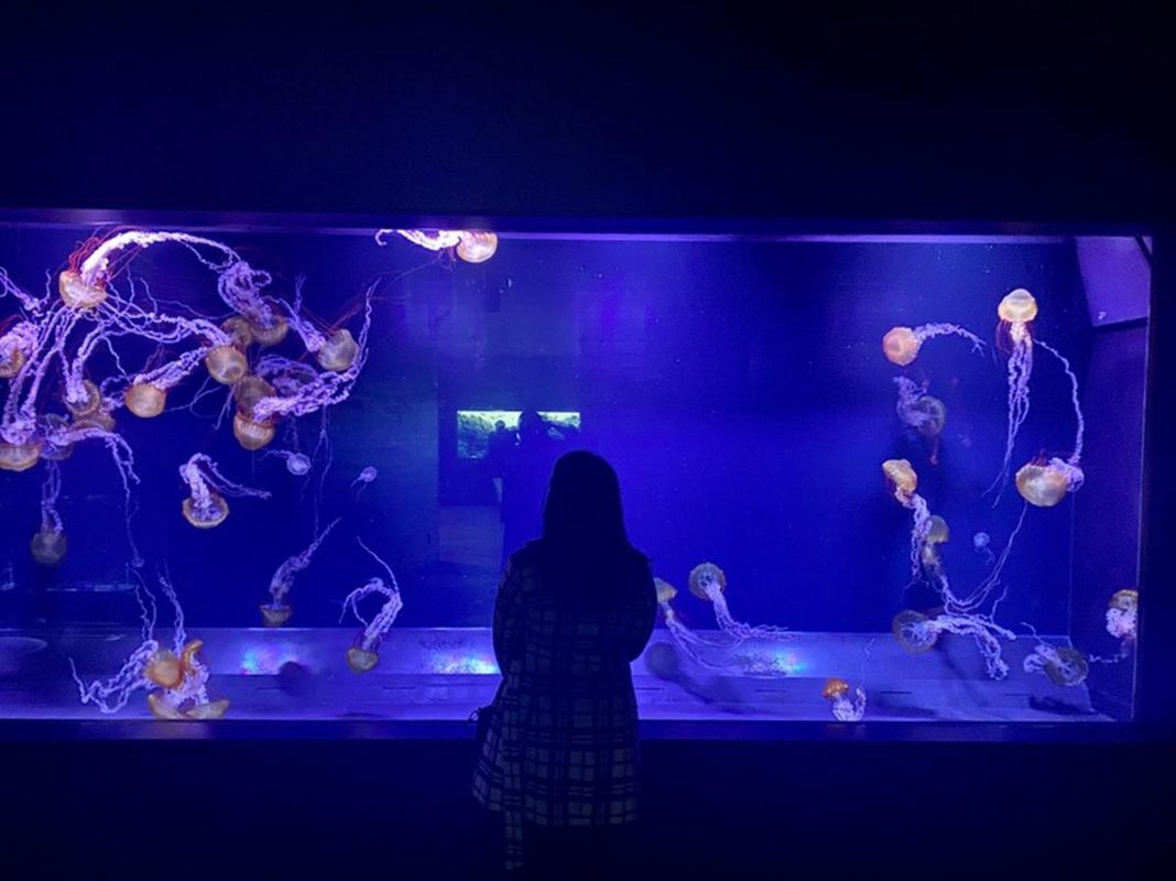 Sumida Aquarium in Tokyo Skytree Town Sumida Aquarium in Tokyo Skytree Town
